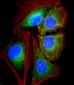 ATP6V1G3 Antibody (N-Term)